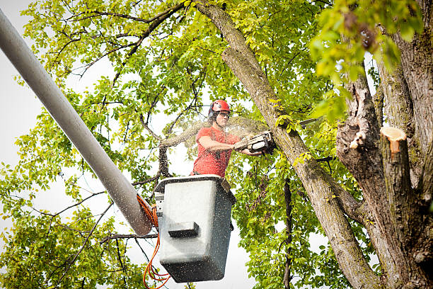 Best Hedge Trimming  in USA